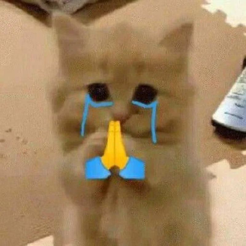 meme mèo tặng nhẫn