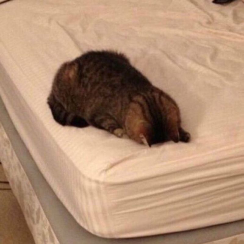 meme mèo suy sụp