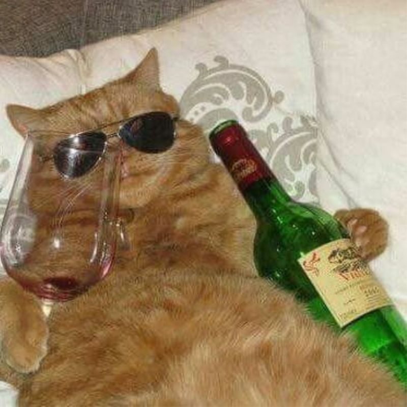 meme mèo chảy máu mũi