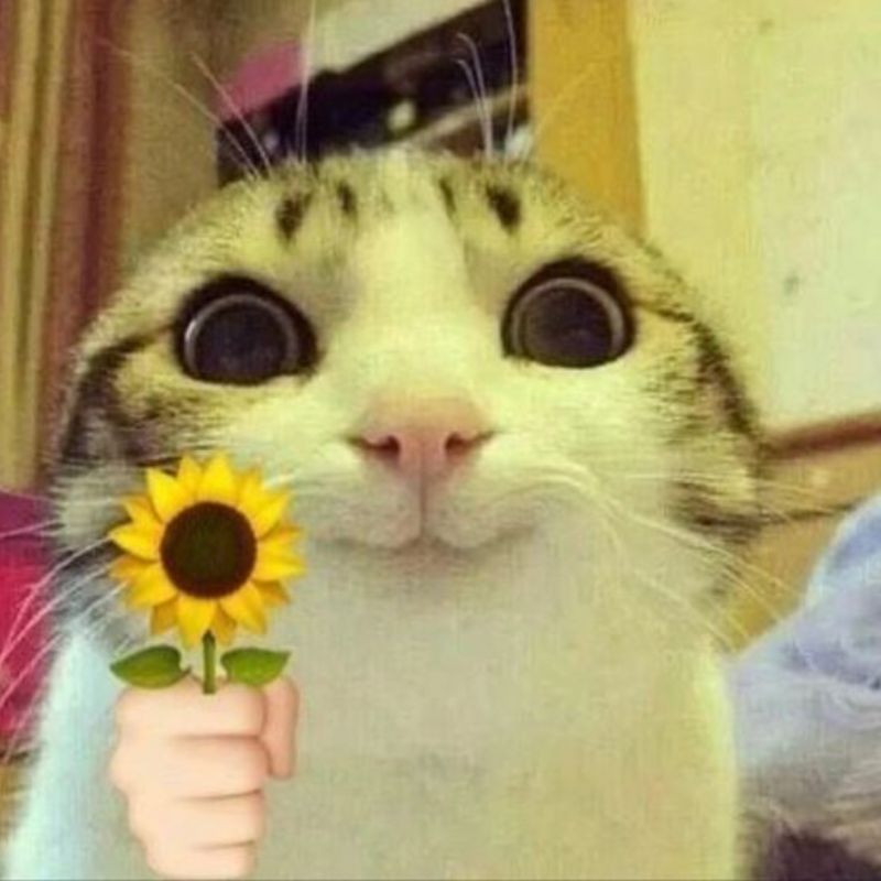 mèo lè lưỡi meme