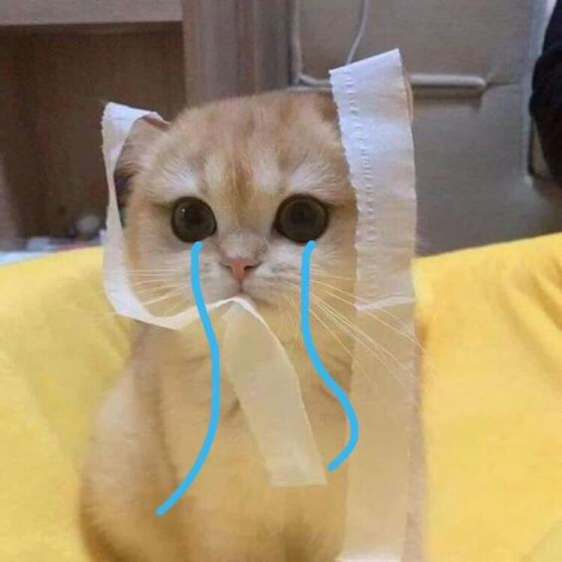 meme mèo khóc lóc