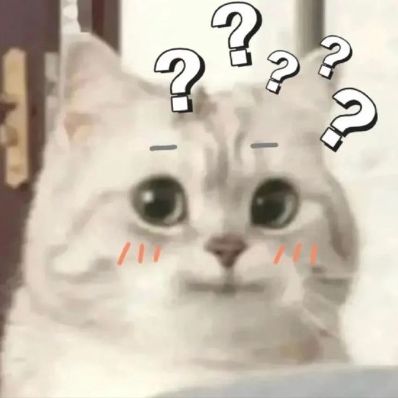 mèo meme hài hước