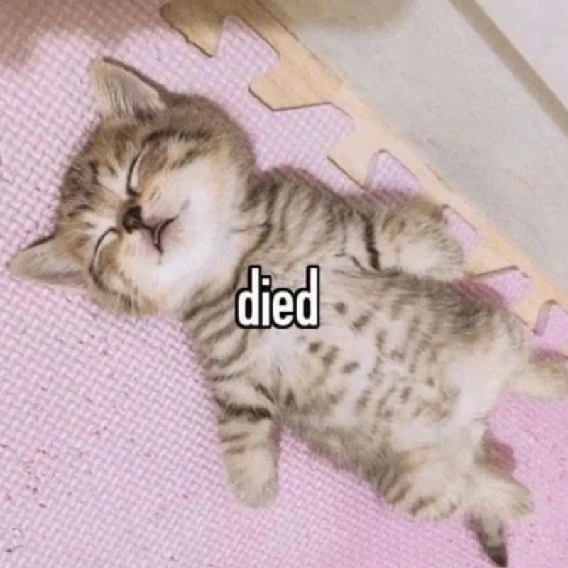 mèo ngất xỉu meme