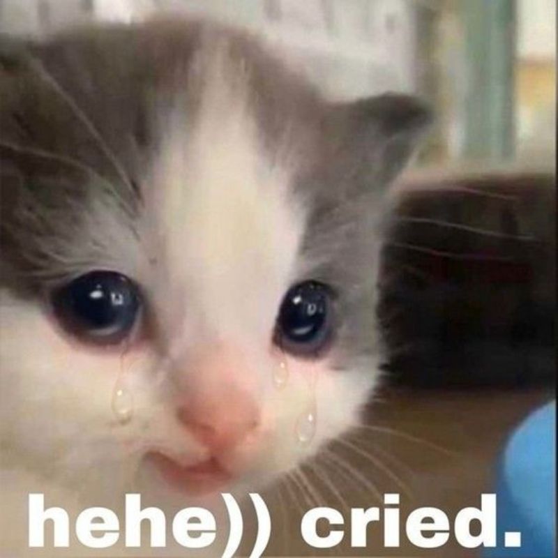 ảnh mèo khóc nhè meme