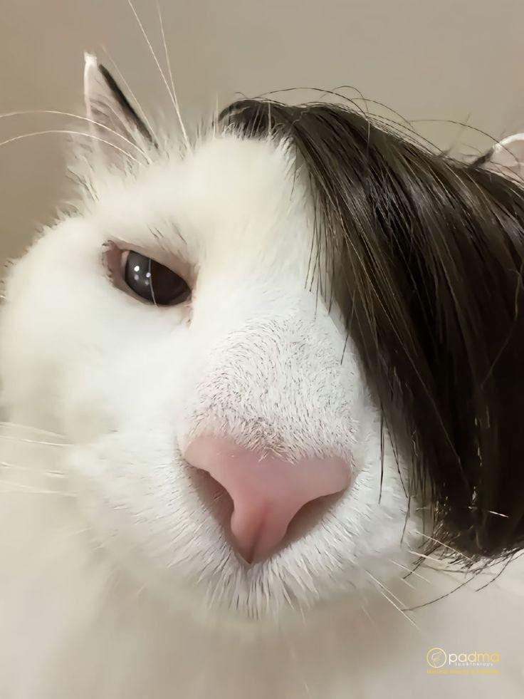 Ảnh avatar mèo ngáo cực kỳ đáng yêu và ngộ nghĩnh.