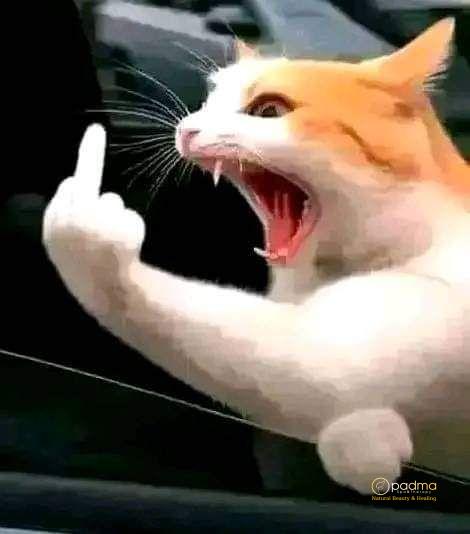 ảnh avatar mèo ngáo với ánh mắt biểu cảm tinh nghịch và độc đáo