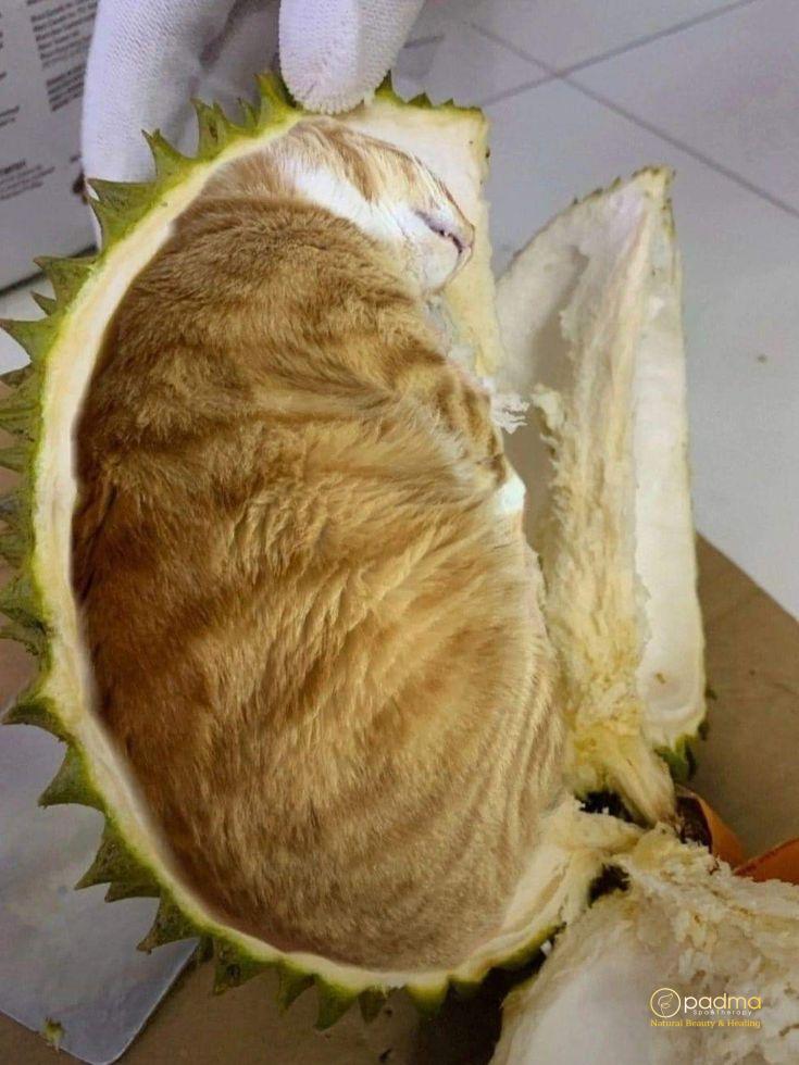 Ảnh avatar mèo ngáo cực kỳ đáng yêu và ngộ nghĩnh