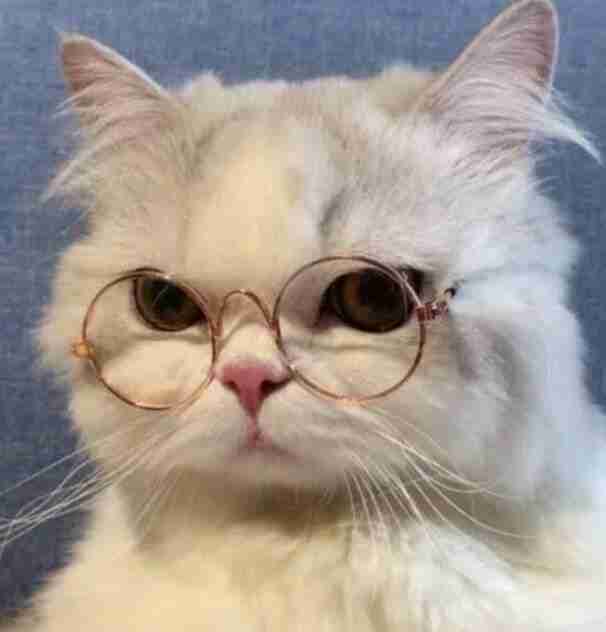 Hình ảnh avatar mèo ngáo độc đáo và hài hước