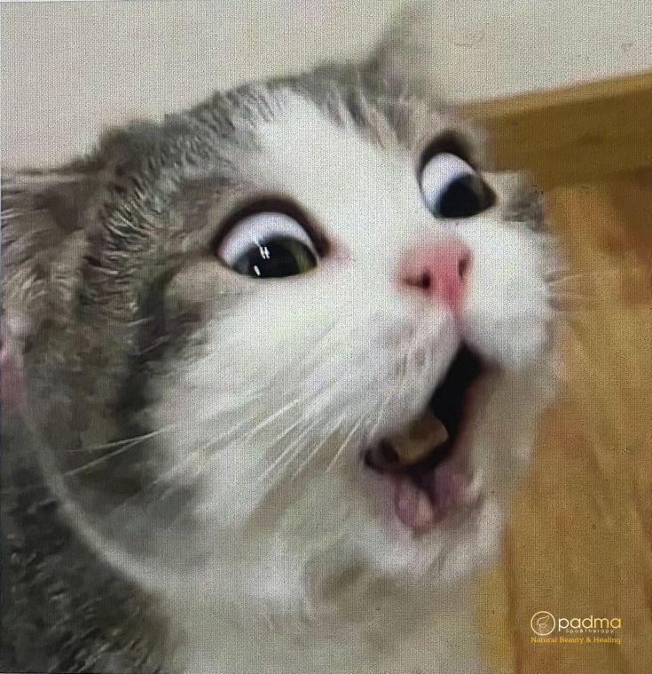 Hình ảnh avatar mèo ngáo dễ thương và độc đáo.