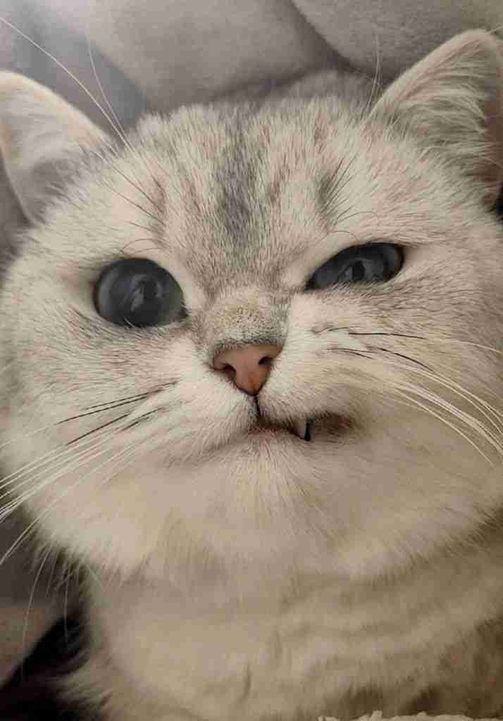 Ảnh avatar mèo ngáo cực kỳ dễ thương và ngộ nghĩnh