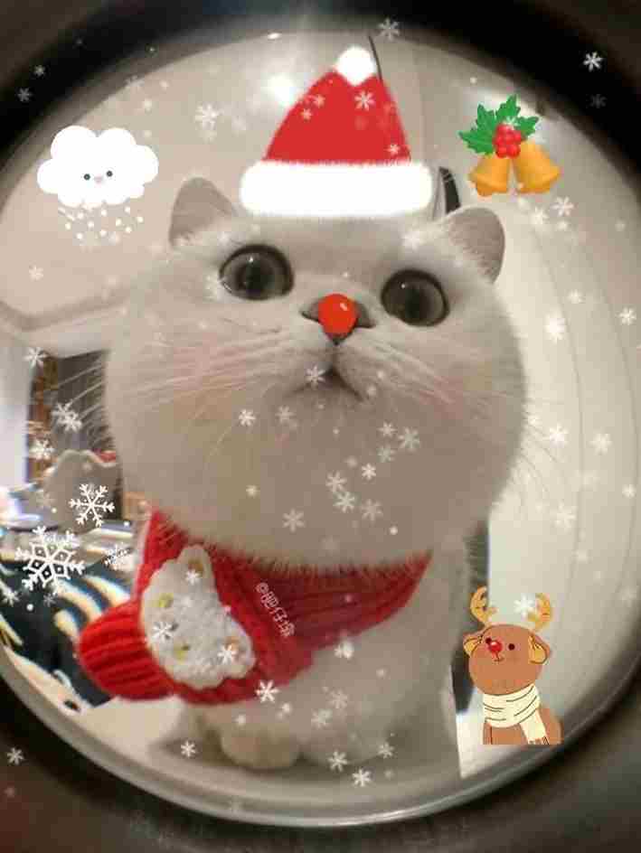 Ảnh avatar mèo ngáo đáng yêu, biểu cảm hài hước