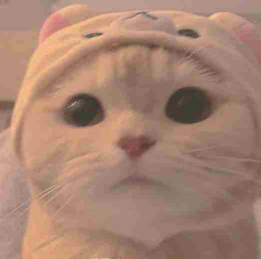 Ảnh avatar mèo ngáo với vẻ mặt ngộ nghĩnh