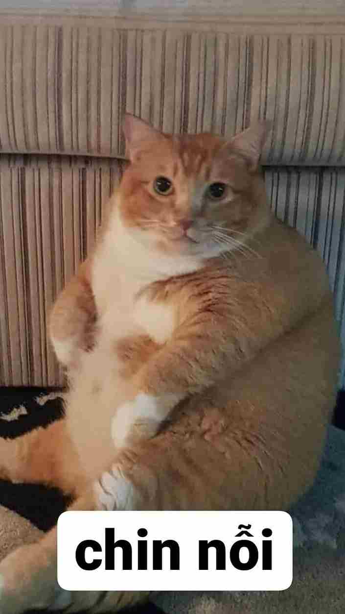 Ảnh avatar mèo ngáo dễ thương, hài hước.