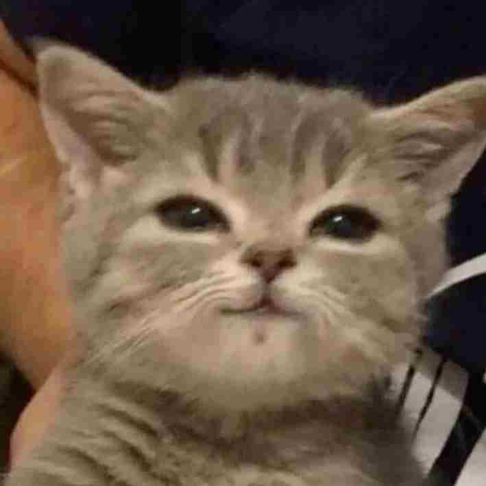 Avatar mèo ngáo cực kỳ dễ thương.