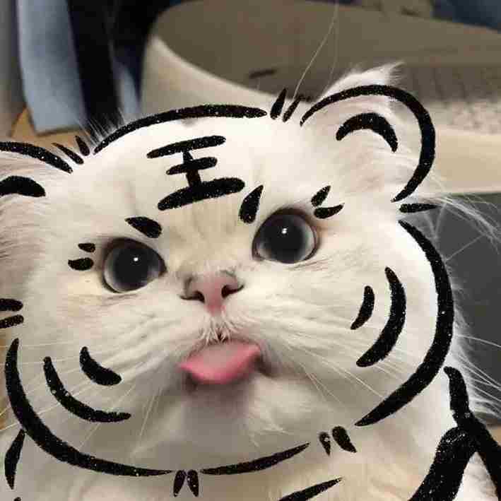 Ảnh avatar mèo ngáo với vẻ mặt ngộ nghĩnh