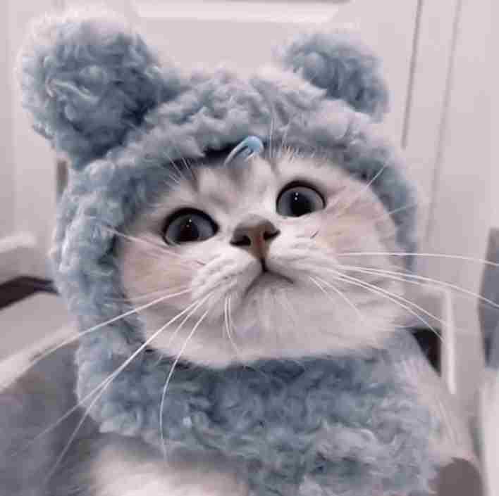 Avatar mèo ngáo ngộ nghĩnh, đáng yêu