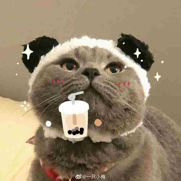 Avatar mèo ngáo siêu dễ thương