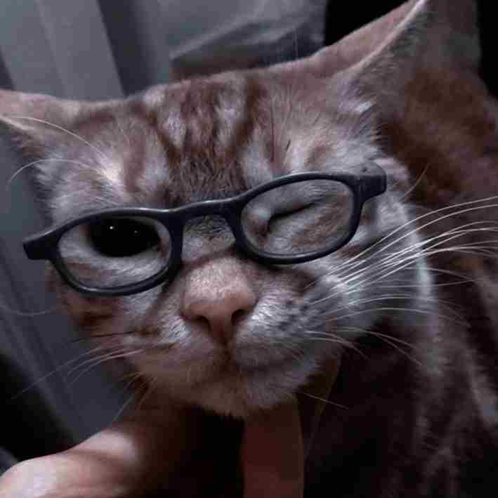 Avatar mèo ngáo dễ thương, biểu cảm hài hước