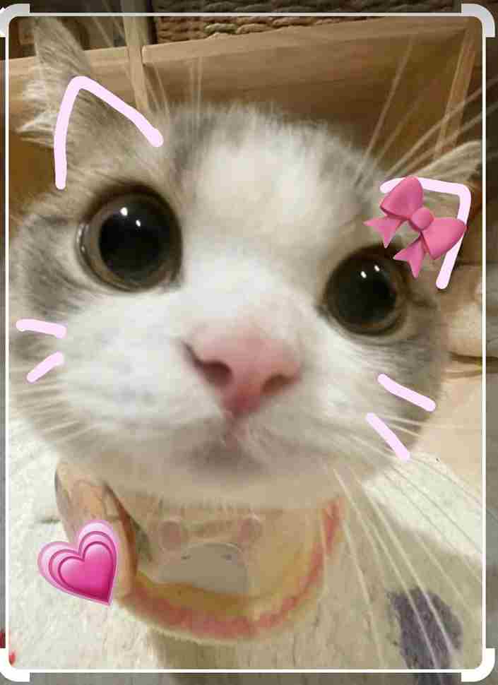 Avatar mèo ngáo đáng yêu, biểu cảm hài hước