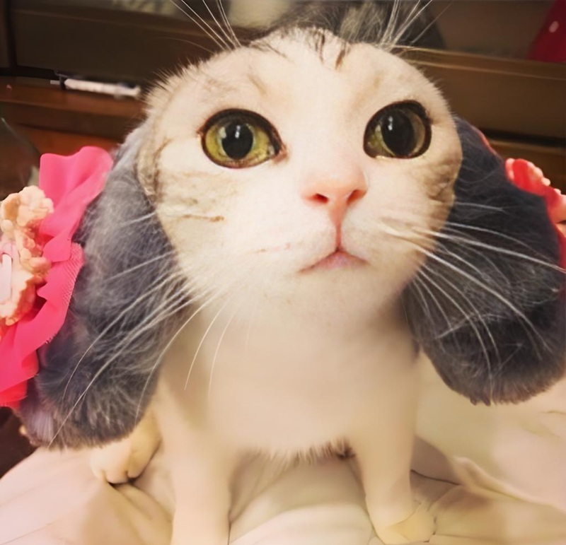 Avatar mèo ngáo cực dễ thương.