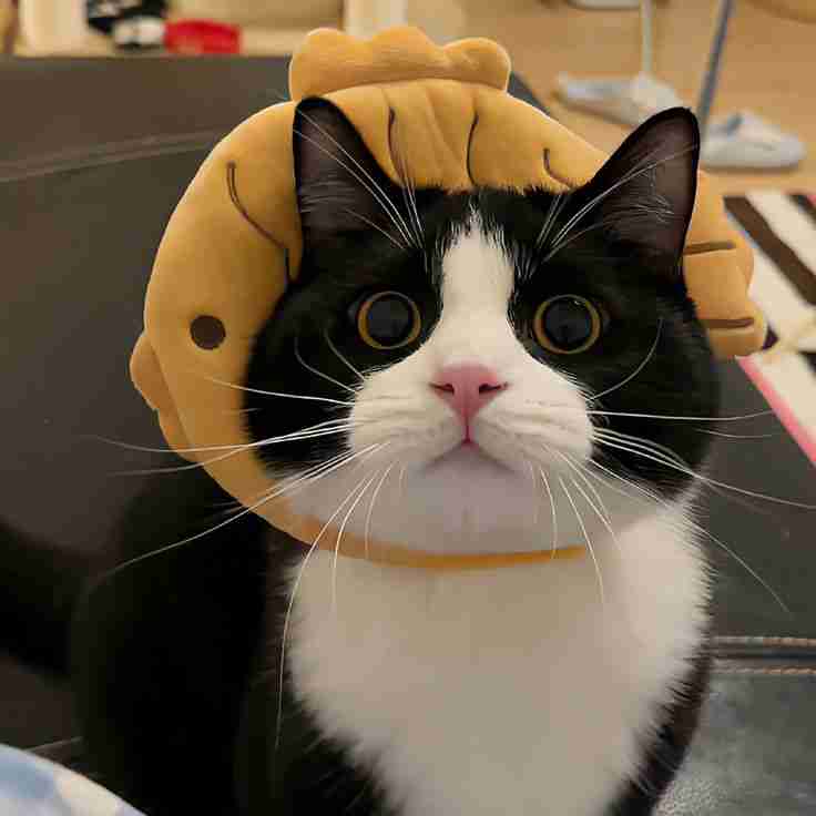 Ảnh avatar mèo ngáo với vẻ mặt hài hước và đáng yêu.