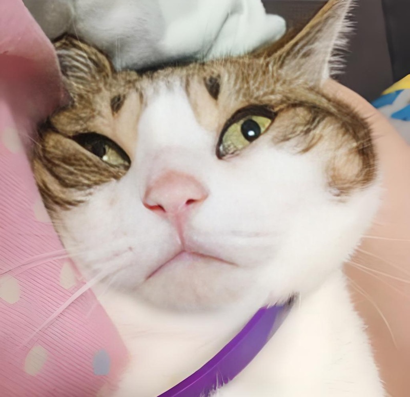 Avatar mèo ngáo đáng yêu cho mọi người