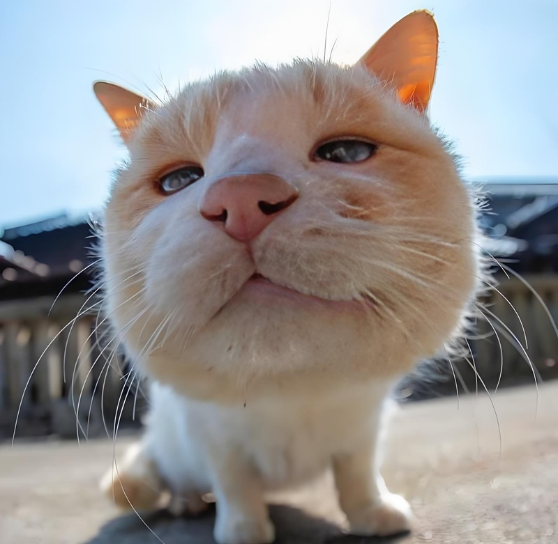 Avatar mèo ngáo cực dễ thương, phù hợp cho các bạn trẻ