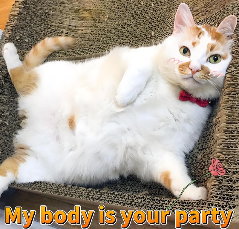 Avatar mèo ngáo đáng yêu, ngộ nghĩnh