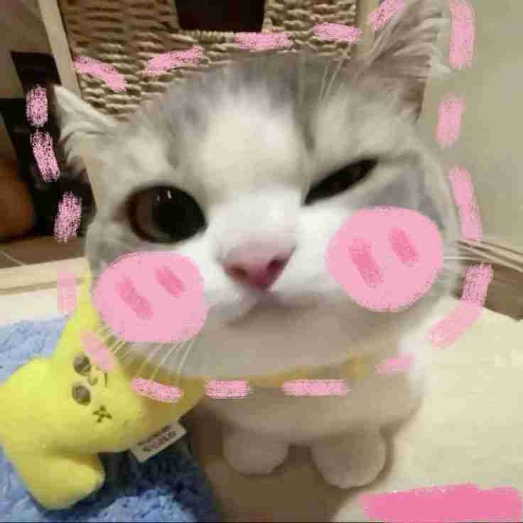 Ảnh avatar mèo ngáo cực kỳ dễ thương và thu hút