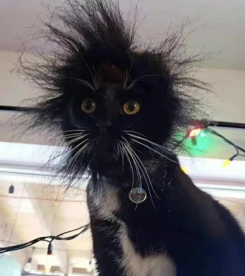 Avatar mèo ngáo cực dễ thương và hài hước.