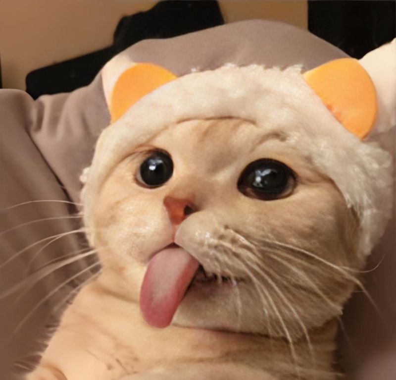 Avatar mèo ngáo với vẻ mặt ngộ nghĩnh