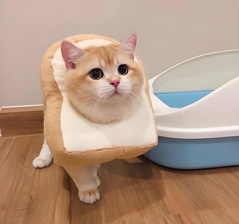 Avatar mèo ngáo cực dễ thương