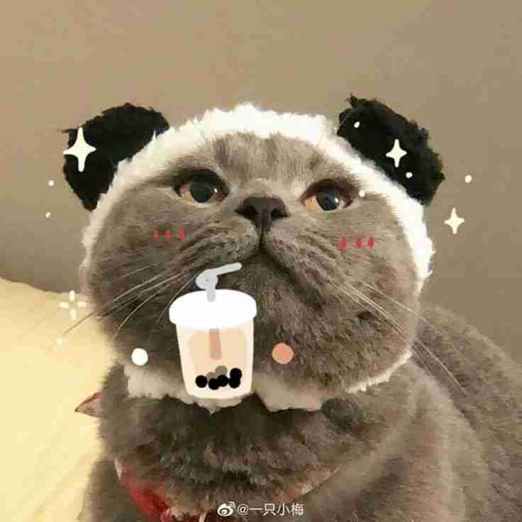 Ảnh avatar mèo ngáo với vẻ ngoài tinh nghịch và đáng yêu.