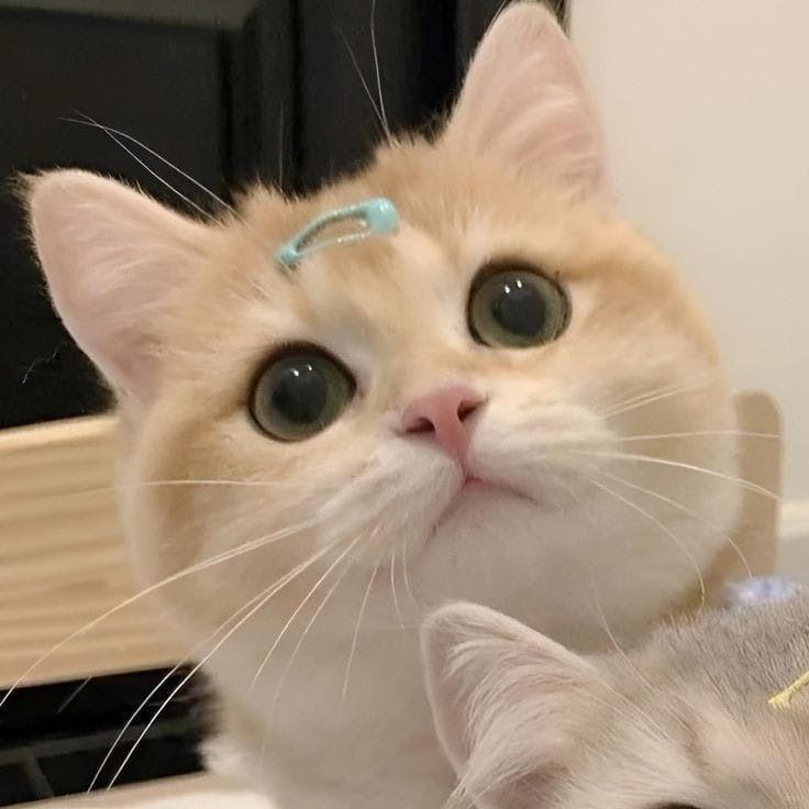 Hình ảnh avatar mèo ngáo cực kỳ hài hước và đáng yêu