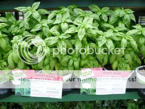 Tên Tiếng Anh Một Số Loại&nbsp;Húng