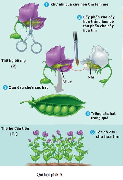 Bài 40. Ôn tập phần di truyền và biến dị