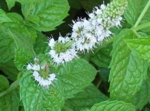 Ăn bạc hà có tốt không? Câu trả lời là có, bạc hà giúp bạn giảm căng thẳng và ngủ ngon