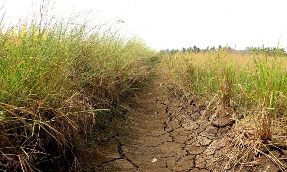 dat man trong cay gi 2