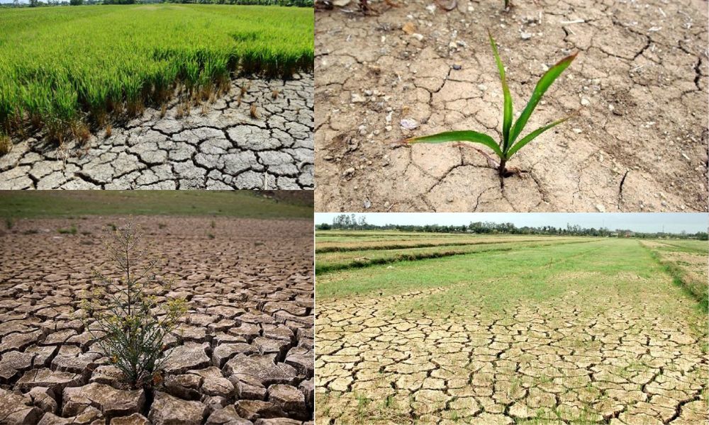 dat man trong cay gi 4