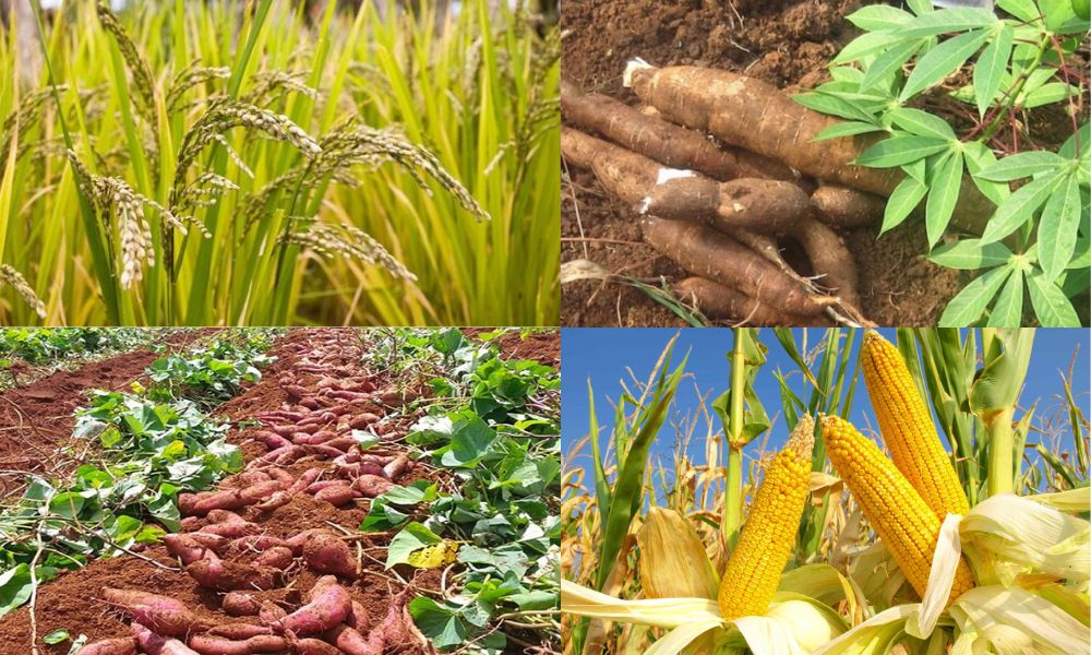 dat man trong cay gi 5