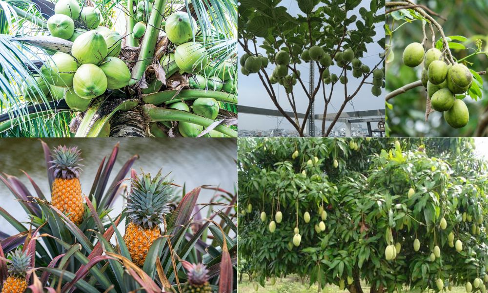 dat man trong cay gi 6