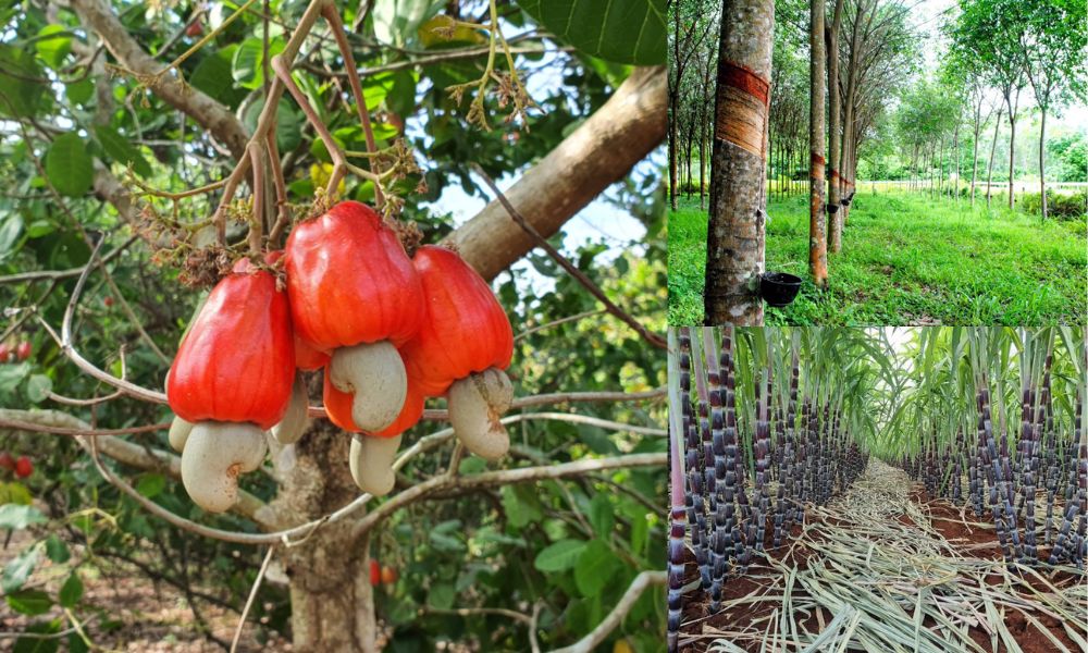 dat man trong cay gi 7