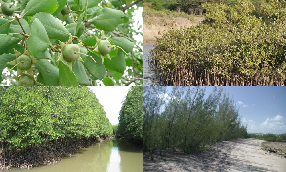 dat man trong cay gi 8