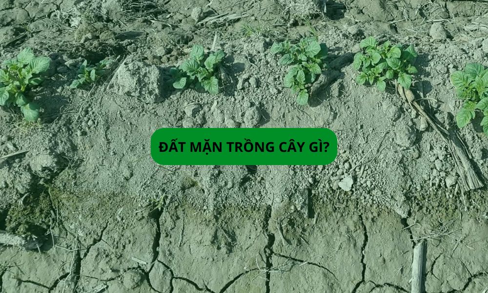 Đất mặn trồng cây gì? Gợi ý các loại cây chịu mặn và cách cải tạo hiệu quả