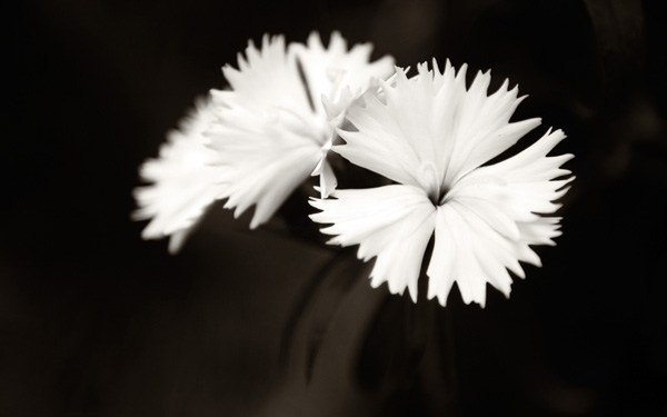 Tương phản âm sắc thường đề cập đến tương phản sáng tối của bức ảnh