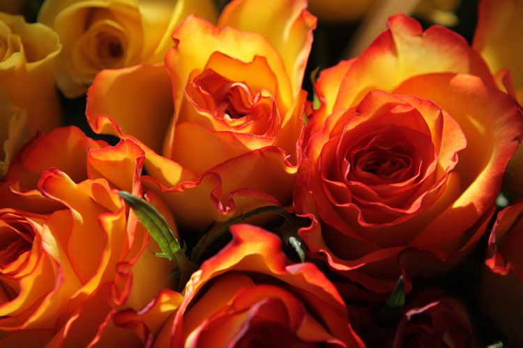 Sử dụng màu sắc tương tự nhau Analogous Colors