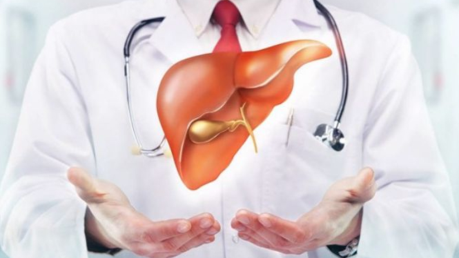 Vai trò của gan trong cân bằng nội môi