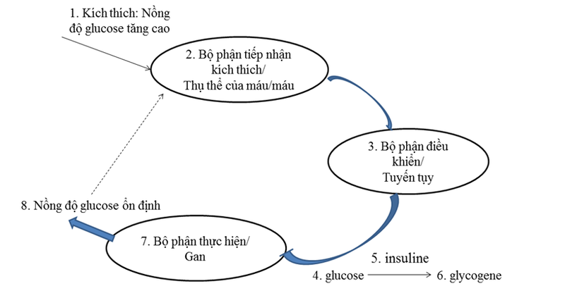 vai-tro-cua-gan-trong-can-bang-noi-moi 3.png