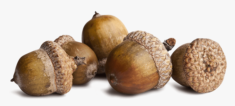 Những món đồ đem lại may mắn trong học tập và thi cử