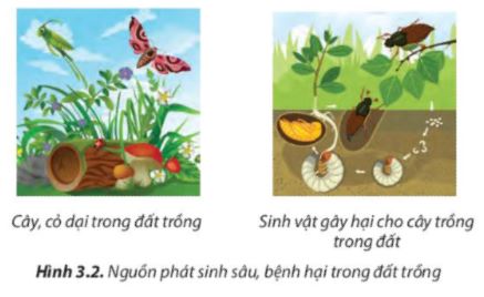 Lý thuyết quy trình trồng trọt - Công Nghệ 7</>